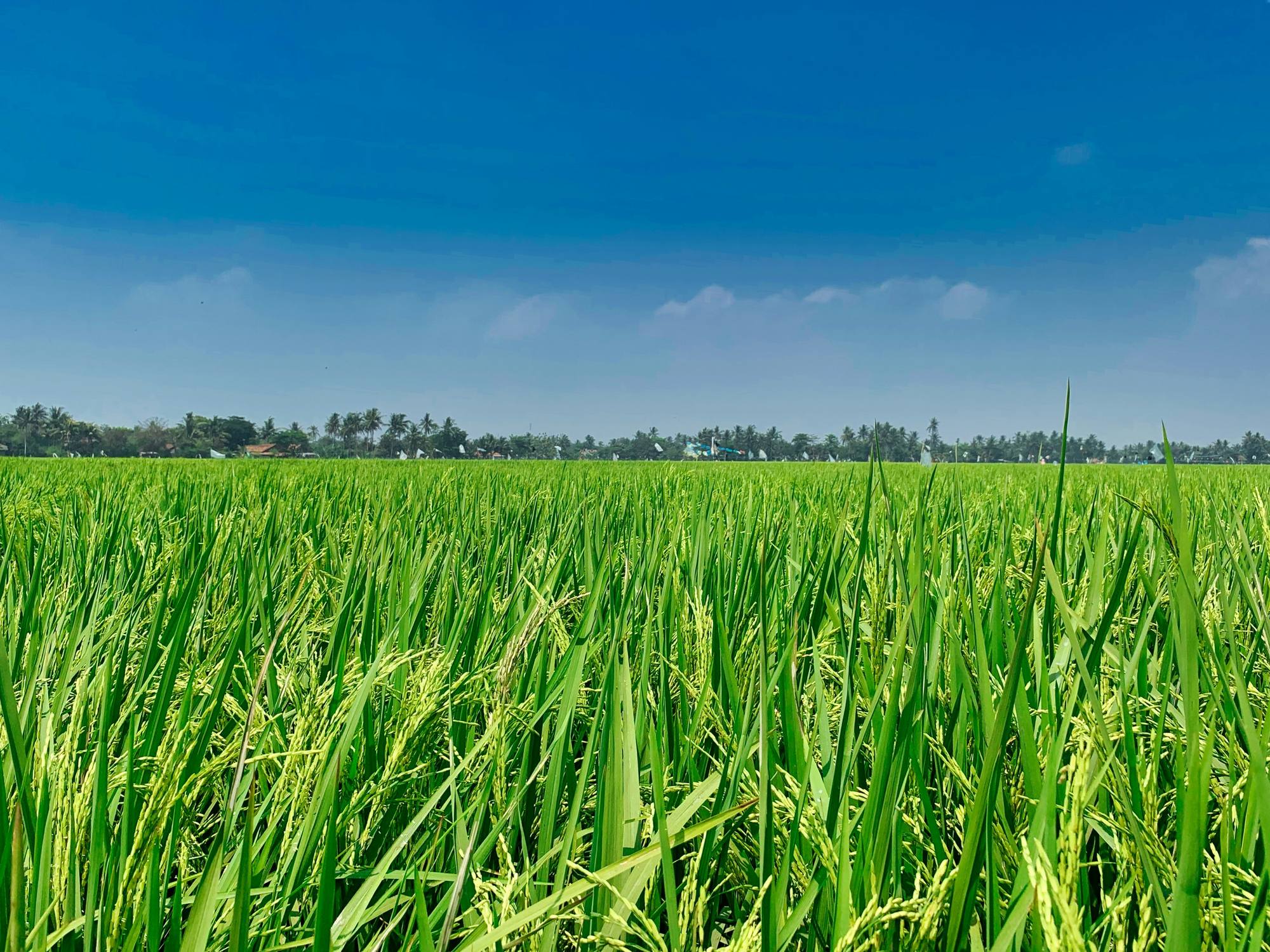 A paddy field in full ear under an open sky