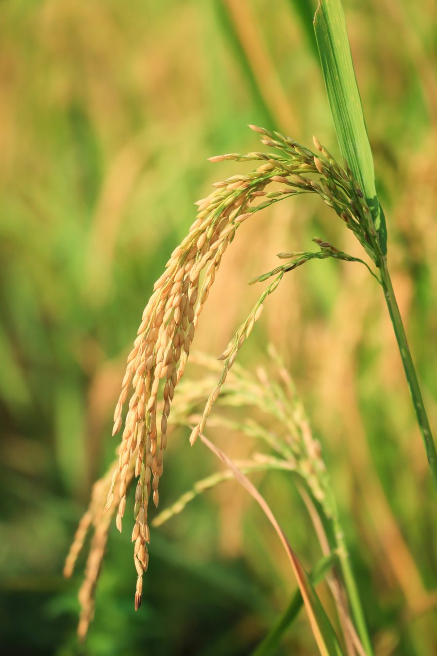 A ripening paddy panicle heavy with grain on contracted, monitored acreage